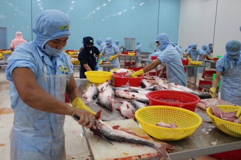 Hơn 70% nhà máy đóng cửa, ngành thủy sản khẩn thiết đề nghị tiêm vắc xin cho công nhân - Ảnh 1. Hơn 70% nhà máy đóng cửa, ngành thủy sản khẩn thiết đề nghị tiêm vắc xin cho công nhân - Ảnh 1.