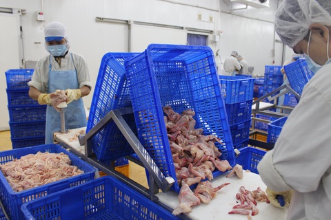 Gà chỉ còn 5.000 đồng/kg, bán 1 con không mua được quả bí đỏ - Ảnh 2. Gà chỉ còn 5.000 đồng/kg, bán 1 con không mua được quả bí đỏ - Ảnh 2.