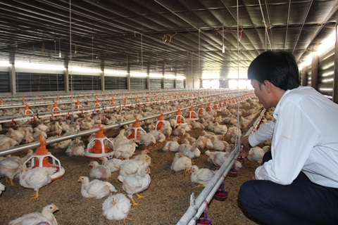 Gà chỉ còn 5.000 đồng/kg, bán 1 con không mua được quả bí đỏ - Ảnh 1. Gà chỉ còn 5.000 đồng/kg, bán 1 con không mua được quả bí đỏ - Ảnh 1.