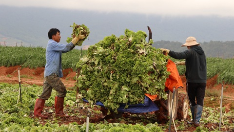 Không kịp tiêu thụ, rau hoa Đà Lạt cắt bỏ để dọn vườn - Ảnh 1. Không kịp tiêu thụ, rau hoa Đà Lạt cắt bỏ để dọn vườn - Ảnh 1.