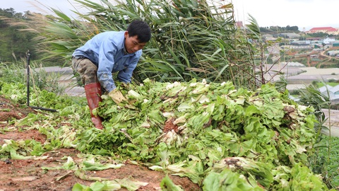 Không kịp tiêu thụ, rau hoa Đà Lạt cắt bỏ để dọn vườn - Ảnh 3. Không kịp tiêu thụ, rau hoa Đà Lạt cắt bỏ để dọn vườn - Ảnh 3.