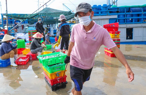 Đã mắt hình ảnh ngư dân Ninh Thuận bất ngờ trúng lớn mùa cá nam - Ảnh 1. Đã mắt hình ảnh ngư dân Ninh Thuận bất ngờ trúng lớn mùa cá nam - Ảnh 1.