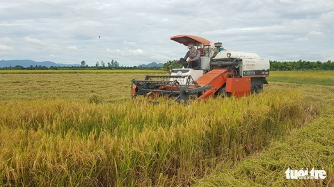 Giá lúa, nếp miền Tây nơi tăng nơi giảm - Ảnh 1. Giá lúa, nếp miền Tây nơi tăng nơi giảm - Ảnh 1.