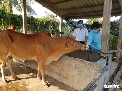 Bệnh viêm da nổi cục ở bò bùng phát tại Tiền Giang - Ảnh 1. Bệnh viêm da nổi cục ở bò bùng phát tại Tiền Giang - Ảnh 1.