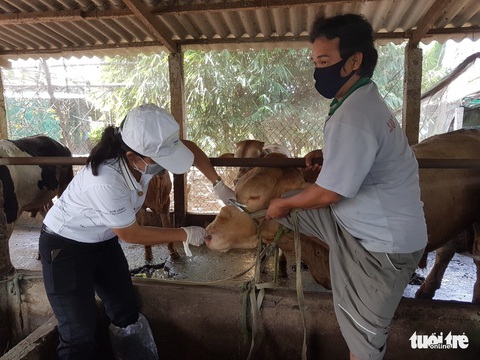 Bệnh viêm da nổi cục ở bò bùng phát tại Tiền Giang - Ảnh 3. Bệnh viêm da nổi cục ở bò bùng phát tại Tiền Giang - Ảnh 3.