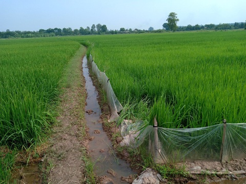 Giăng dây điện quanh ruộng bẫy chuột cắn lúa, làm chết cụ bà hàng xóm - Ảnh 2. Giăng dây điện quanh ruộng bẫy chuột cắn lúa, làm chết cụ bà hàng xóm - Ảnh 2.