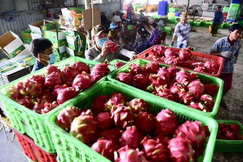 Nỗ lực duy trì xuất khẩu thanh long, chuối trong dịch - Ảnh 1. Nỗ lực duy trì xuất khẩu thanh long, chuối trong dịch - Ảnh 1.