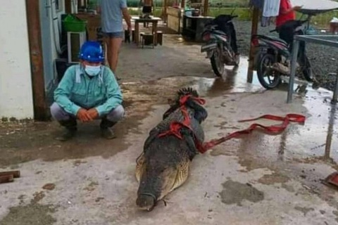 5 người Trung Quốc đối mặt án tù vì làm thịt cá sấu hoang dã - Ảnh 1. 5 người Trung Quốc đối mặt án tù vì làm thịt cá sấu hoang dã - Ảnh 1.