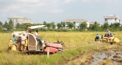 Bạc Liêu nhờ Hậu Giang, Sóc Trăng hỗ trợ thu hoạch lúa - Ảnh 1. Bạc Liêu nhờ Hậu Giang, Sóc Trăng hỗ trợ thu hoạch lúa - Ảnh 1.