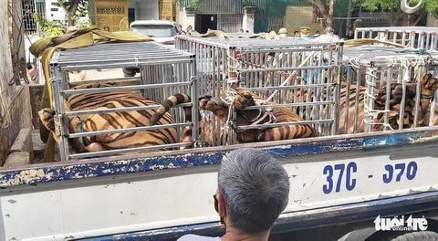 Công an tìm thấy cả chục con hổ được nuôi nhốt trong một nhà dân - Ảnh 1. Công an tìm thấy cả chục con hổ được nuôi nhốt trong một nhà dân - Ảnh 1.