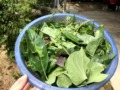 Tô canh tập tàng thơm, cay, chua, ngọt, béo, bùi của người Hà Tĩnh - Ảnh 1. Tô canh tập tàng thơm, cay, chua, ngọt, béo, bùi của người Hà Tĩnh - Ảnh 1.