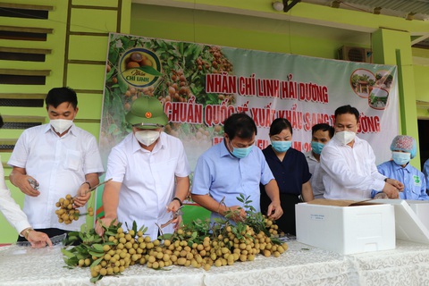 Hải Dương mở vườn thu hái nhãn xuất khẩu đi châu Âu - Ảnh 2. Hải Dương mở vườn thu hái nhãn xuất khẩu đi châu Âu - Ảnh 2.