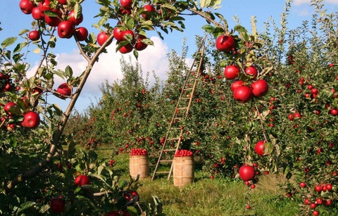Khám phá Tasmania - hòn đảo của những điều đặc biệt - Ảnh 4. Khám phá Tasmania - hòn đảo của những điều đặc biệt - Ảnh 4.