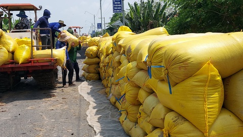 Lúa, trái cây miền Tây chín đầy nhưng vắng bóng thương lái - Ảnh 1. Lúa, trái cây miền Tây chín đầy nhưng vắng bóng thương lái - Ảnh 1.