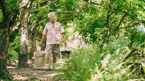 Nhãn Hưng Yên và một mùa thu hoạch thật khác - Ảnh 1. Nhãn Hưng Yên và một mùa thu hoạch thật khác - Ảnh 1.