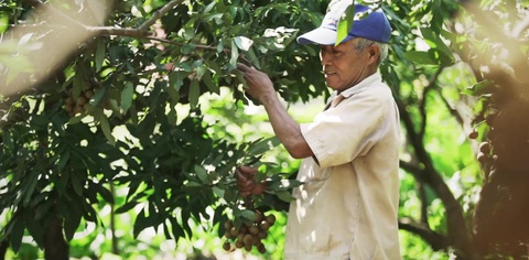 Nhãn Hưng Yên và một mùa thu hoạch thật khác - Ảnh 2. Nhãn Hưng Yên và một mùa thu hoạch thật khác - Ảnh 2.