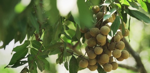 Nhãn Hưng Yên và một mùa thu hoạch thật khác - Ảnh 3. Nhãn Hưng Yên và một mùa thu hoạch thật khác - Ảnh 3.