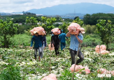 Lâm Đồng hào phóng, tặng rau nguyên vườn, chở rau bằng xe giường nằm máy lạnh đến TP.HCM - Ảnh 2. Lâm Đồng hào phóng, tặng rau nguyên vườn, chở rau bằng xe giường nằm máy lạnh đến TP.HCM - Ảnh 2.