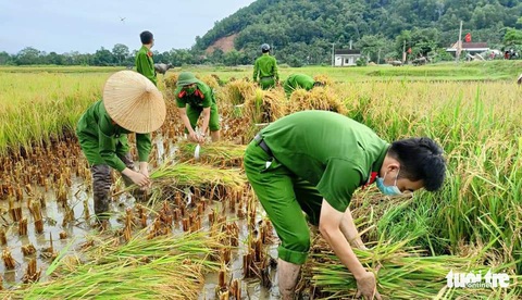 Bộ đội, công an cùng lội ruộng gặt lúa ‘chạy bão’ số 5 giúp dân - Ảnh 1. Bộ đội, công an cùng lội ruộng gặt lúa ‘chạy bão’ số 5 giúp dân - Ảnh 1.