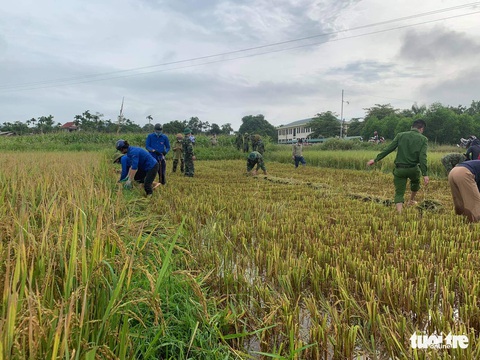 Bộ đội, công an cùng lội ruộng gặt lúa ‘chạy bão’ số 5 giúp dân - Ảnh 2. Bộ đội, công an cùng lội ruộng gặt lúa ‘chạy bão’ số 5 giúp dân - Ảnh 2.