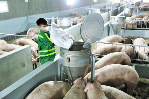 Lợi thế của Masan MEATLife sau tái cấu trúc - Ảnh 2. Lợi thế của Masan MEATLife sau tái cấu trúc - Ảnh 2.