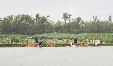 Nông dân Quảng Nam dầm mưa nhổ sắn ‘chạy bão’ - Ảnh 1. Nông dân Quảng Nam dầm mưa nhổ sắn ‘chạy bão’ - Ảnh 1.