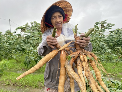 Nông dân Quảng Nam dầm mưa nhổ sắn ‘chạy bão’ - Ảnh 3. Nông dân Quảng Nam dầm mưa nhổ sắn ‘chạy bão’ - Ảnh 3.