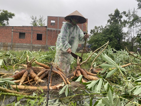 Nông dân Quảng Nam dầm mưa nhổ sắn ‘chạy bão’ - Ảnh 8. Nông dân Quảng Nam dầm mưa nhổ sắn ‘chạy bão’ - Ảnh 8.
