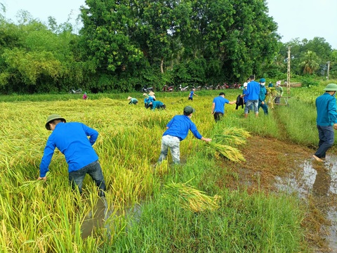 Gần 1.000 đoàn viên, thanh niên giúp dân thu hoạch lúa mùa tránh bão số 5 - Ảnh 2. Gần 1.000 đoàn viên, thanh niên giúp dân thu hoạch lúa mùa tránh bão số 5 - Ảnh 2.