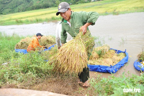 Người dân Đắk Lắk chấp nhận gặt lúa non để chạy lũ - Ảnh 4. Người dân Đắk Lắk chấp nhận gặt lúa non để chạy lũ - Ảnh 4.