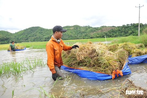 Người dân Đắk Lắk chấp nhận gặt lúa non để chạy lũ - Ảnh 5. Người dân Đắk Lắk chấp nhận gặt lúa non để chạy lũ - Ảnh 5.