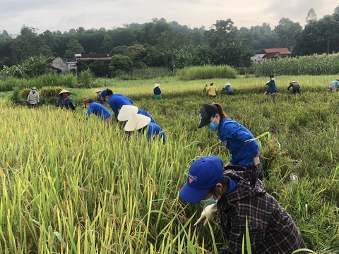 Gần 1.000 đoàn viên, thanh niên giúp dân thu hoạch lúa mùa tránh bão số 5 - Ảnh 3. Gần 1.000 đoàn viên, thanh niên giúp dân thu hoạch lúa mùa tránh bão số 5 - Ảnh 3.