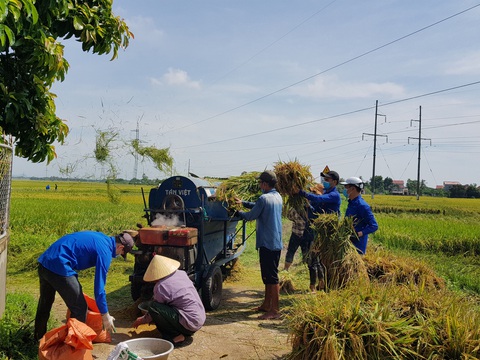 Gần 1.000 đoàn viên, thanh niên giúp dân thu hoạch lúa mùa tránh bão số 5 - Ảnh 1. Gần 1.000 đoàn viên, thanh niên giúp dân thu hoạch lúa mùa tránh bão số 5 - Ảnh 1.