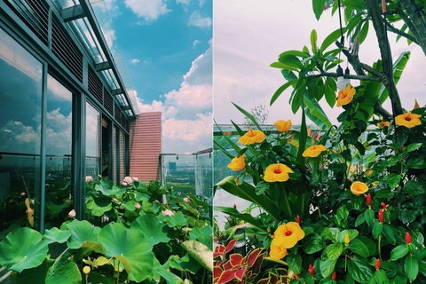 Giám đốc 8X nghỉ hưu, về trồng cây nuôi cá ở Ecopark - Ảnh 6. Giám đốc 8X nghỉ hưu, về trồng cây nuôi cá ở Ecopark - Ảnh 6.