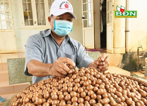 Đắk Nông: Mắc ca được mùa, được giá giữa mùa dịch - Ảnh 1. Đắk Nông: Mắc ca được mùa, được giá giữa mùa dịch - Ảnh 1.
