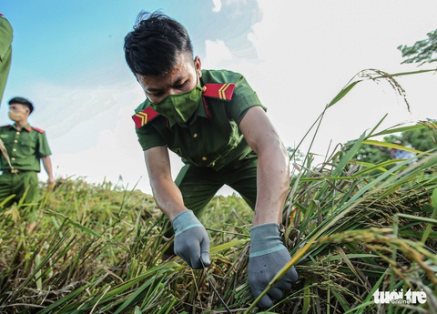 Những người lính trẻ đội nắng, vượt màn đêm gặt lúa cho bà con vùng cách ly y tế - Ảnh 1. Những người lính trẻ đội nắng, vượt màn đêm gặt lúa cho bà con vùng cách ly y tế - Ảnh 1.