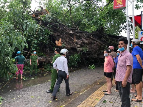 Cây đa 200 tuổi ở Quảng Ngãi bật gốc, ngã đổ đè chết người đi đường - Ảnh 1. Cây đa 200 tuổi ở Quảng Ngãi bật gốc, ngã đổ đè chết người đi đường - Ảnh 1.
