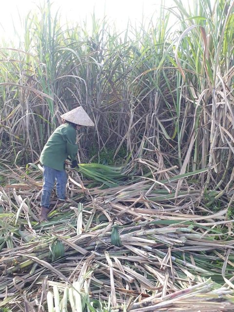 Đường Thái tràn qua, sản lượng mía Việt Nam thấp nhất trong 20 năm - Ảnh 2. Đường Thái tràn qua, sản lượng mía Việt Nam thấp nhất trong 20 năm - Ảnh 2.