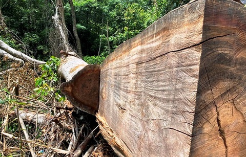 Xác minh thông tin rừng phòng hộ A Lưới bị chặt phá - Ảnh 2. Xác minh thông tin rừng phòng hộ A Lưới bị chặt phá - Ảnh 2.