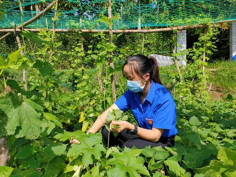 Vườn rau 0 đồng cho khu cách ly - Ảnh 3. Vườn rau 0 đồng cho khu cách ly - Ảnh 3.