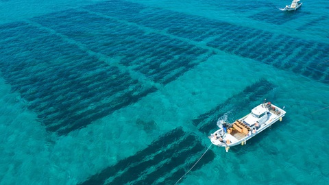 Bí quyết sống trường thọ như người dân đảo Okinawa Nhật Bản - Ảnh 1. Bí quyết sống trường thọ như người dân đảo Okinawa Nhật Bản - Ảnh 1.