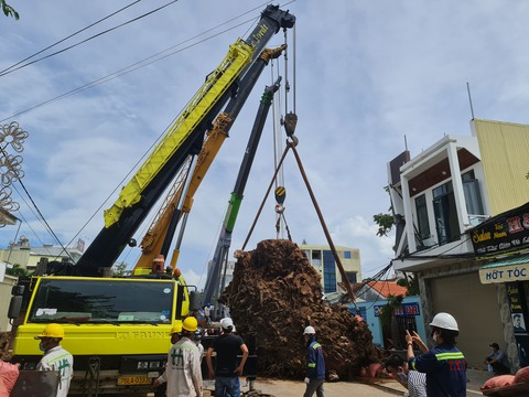 Di dời cụ đa 200 tuổi nặng trên 120 tấn - Ảnh 5. Di dời cụ đa 200 tuổi nặng trên 120 tấn - Ảnh 5.