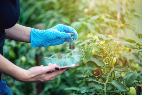 Anh nới lỏng quy định về chỉnh sửa gene trong nông nghiệp - Ảnh 1. Anh nới lỏng quy định về chỉnh sửa gene trong nông nghiệp - Ảnh 1.