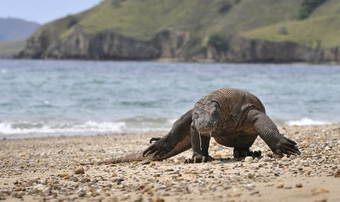 Rồng Komodo vào danh sách nguy cơ tuyệt chủng vì nước biển dâng - Ảnh 1. Rồng Komodo vào danh sách nguy cơ tuyệt chủng vì nước biển dâng - Ảnh 1.