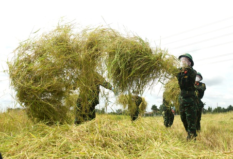 Bộ đội về thôn quê giúp nông dân vác lúa, bắt cá, giao sách giáo khoa cho học sinh - Ảnh 3. Bộ đội về thôn quê giúp nông dân vác lúa, bắt cá, giao sách giáo khoa cho học sinh - Ảnh 3.