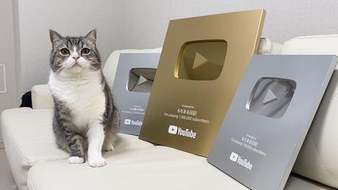Chú mèo Motimaru ở Nhật lập kỷ lục Guinness được xem nhiều nhất trên YouTube - Ảnh 2. Chú mèo Motimaru ở Nhật lập kỷ lục Guinness được xem nhiều nhất trên YouTube - Ảnh 2.