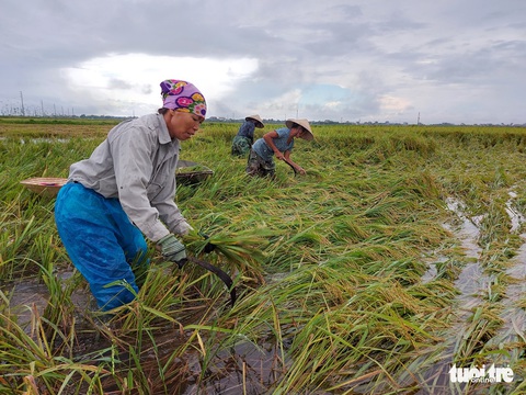 Ngư dân đưa thuyền vào bờ, nông dân xuống đồng gặt lúa chạy bão số 5 - Ảnh 3. Ngư dân đưa thuyền vào bờ, nông dân xuống đồng gặt lúa chạy bão số 5 - Ảnh 3.