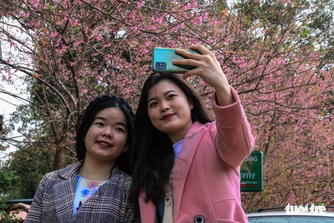Hàng nghìn lượt khách đổ về Măng Đen ngắm hoa mai anh đào khoe sắc - Ảnh 3. Hàng nghìn lượt khách đổ về Măng Đen ngắm hoa mai anh đào khoe sắc - Ảnh 3.