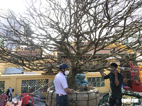 Xôn xao cây mai vàng hơn 50 năm tuổi được chốt giá 6 tỉ đồng - Ảnh 1. Xôn xao cây mai vàng hơn 50 năm tuổi được chốt giá 6 tỉ đồng - Ảnh 1.