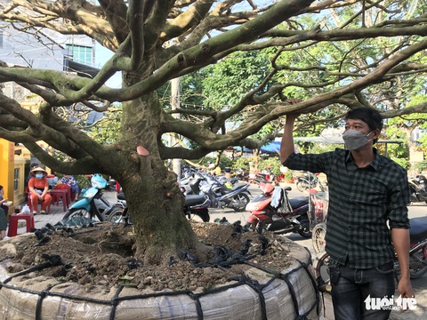 Xôn xao cây mai vàng hơn 50 năm tuổi được chốt giá 6 tỉ đồng - Ảnh 2. Xôn xao cây mai vàng hơn 50 năm tuổi được chốt giá 6 tỉ đồng - Ảnh 2.